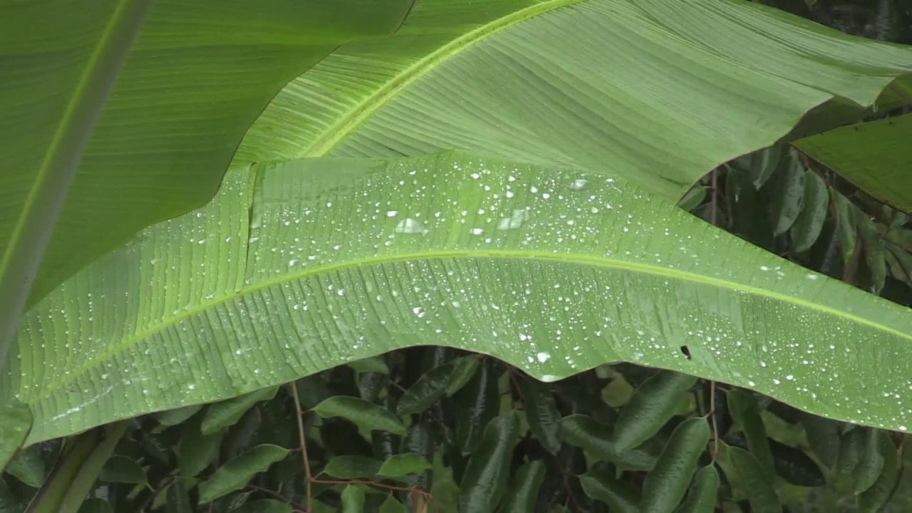 雨后绿叶