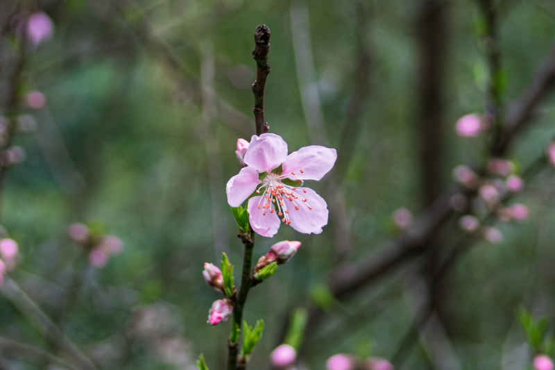 粉红色的桃花特写