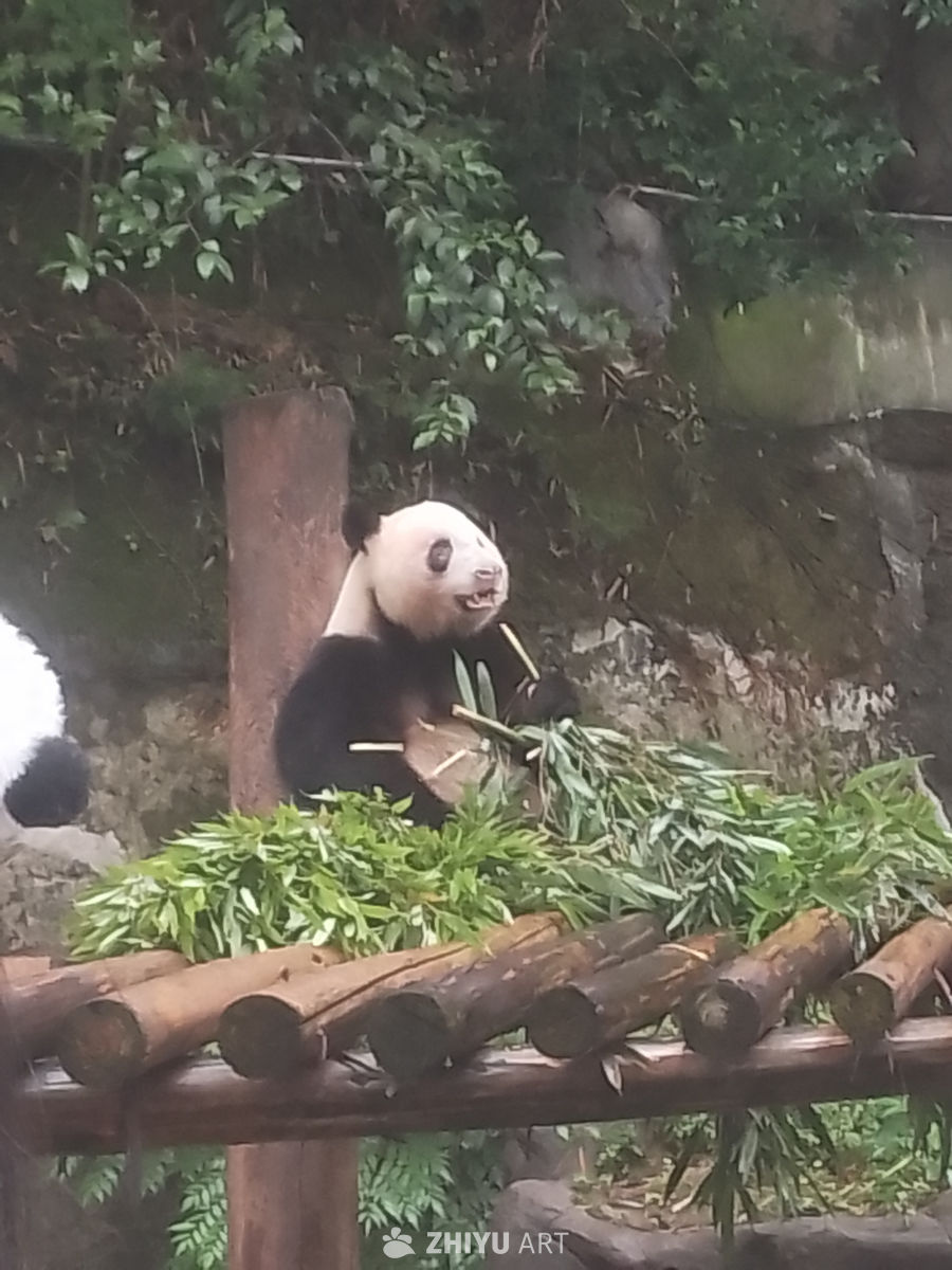 孤独远游