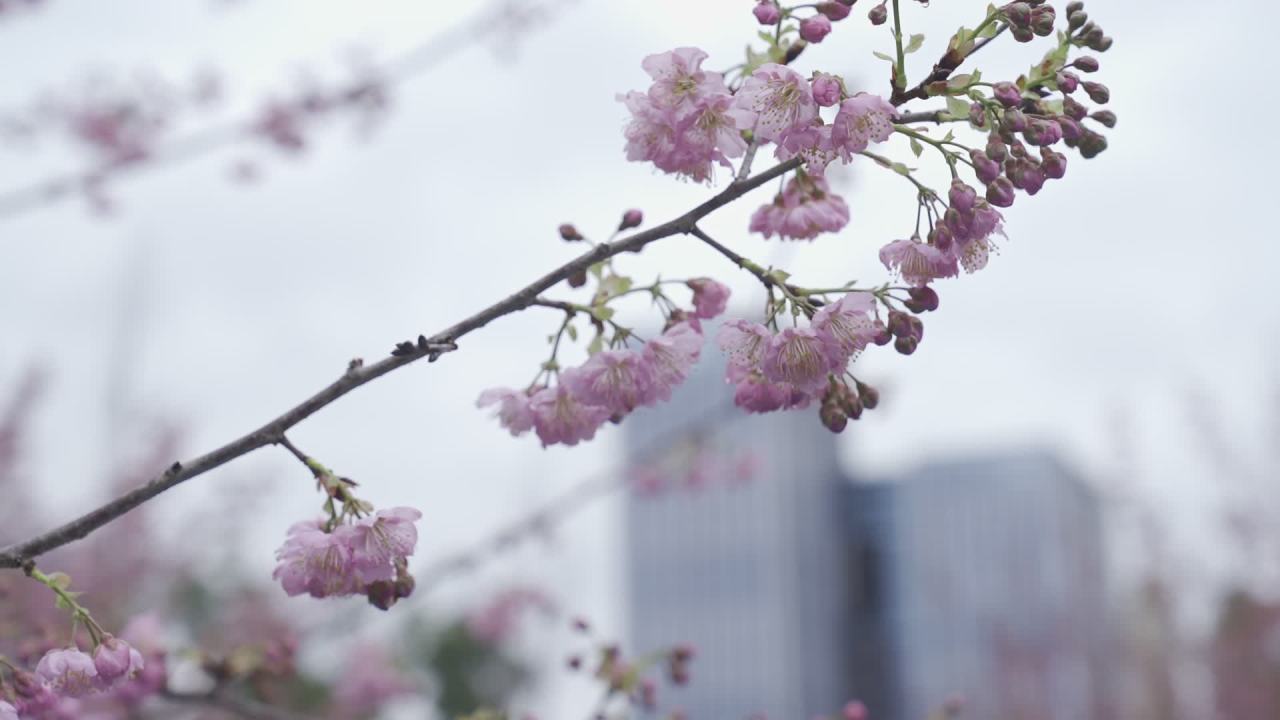 樱花绽放的春天