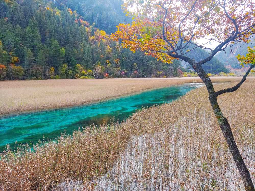 九寨沟芦苇湖秋景