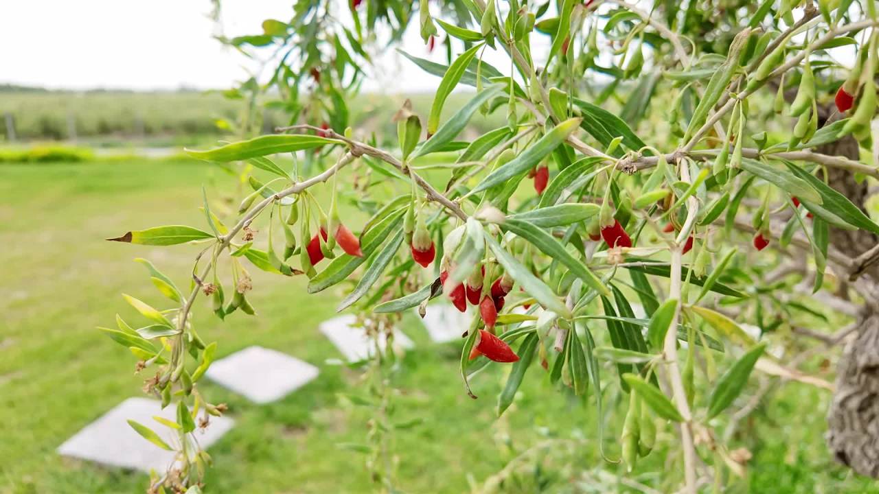 枸杞