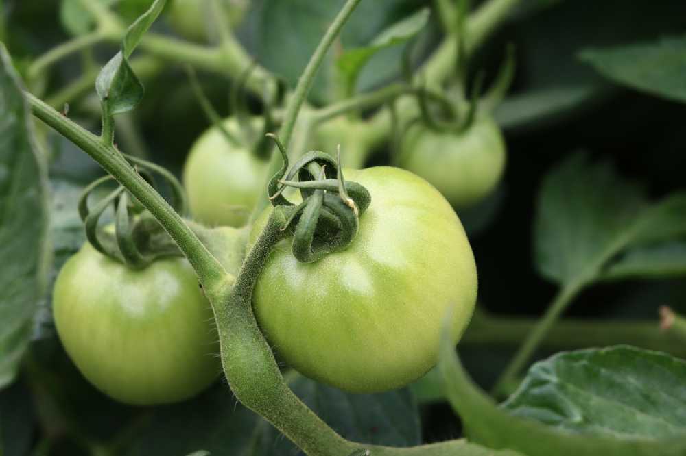 绿意之中，茁壮成长的番茄作物