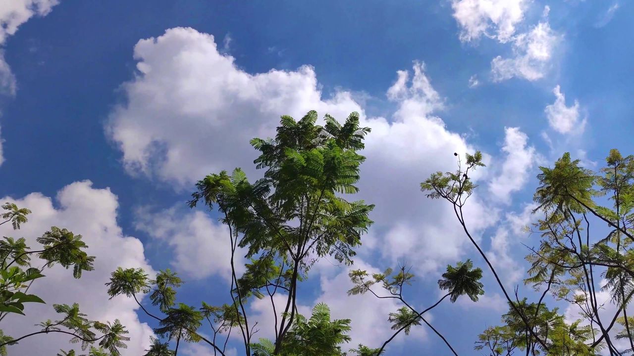 4K蓝天白云绿树蓝花楹移镜