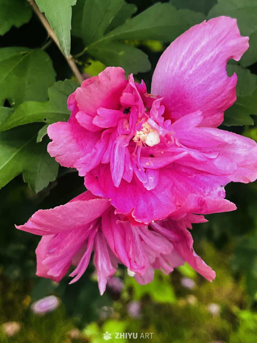 绽放的粉色花海