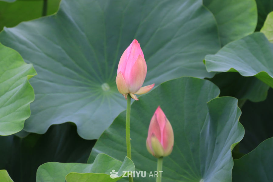 荷花 58