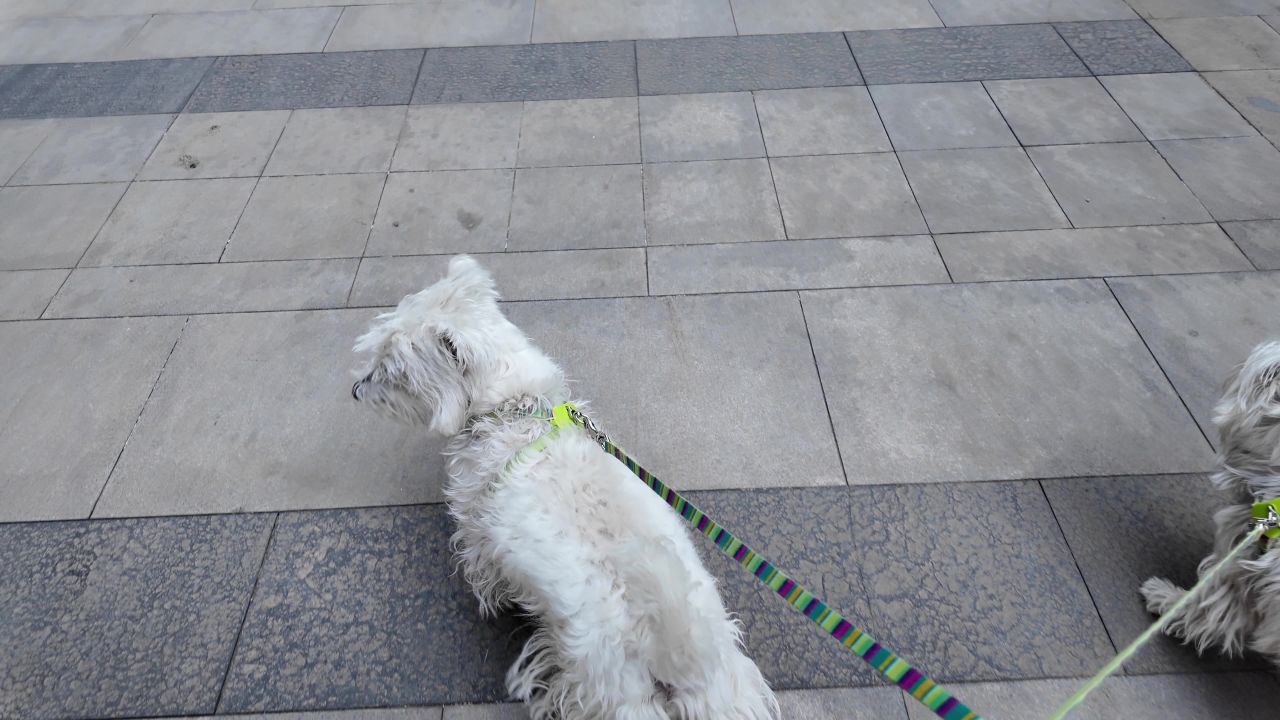 遛狗 西高地 4