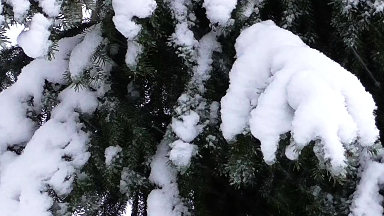 冬季雪树弗罗斯特比尔