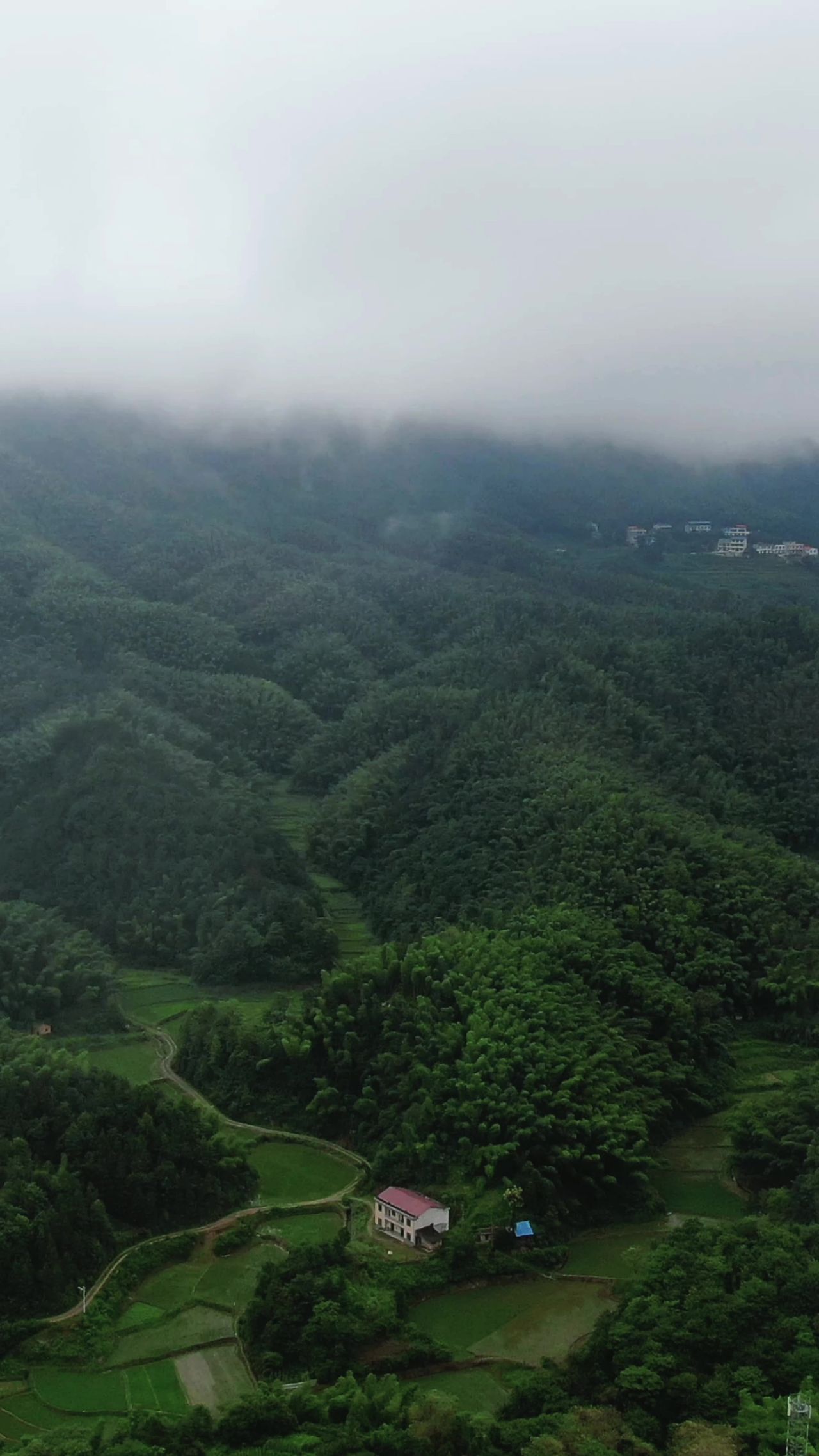 高山绿色植物迷雾竖屏航拍