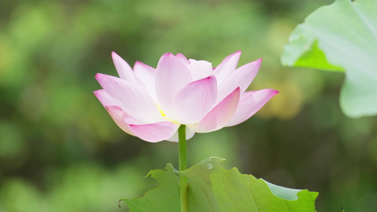 荷花02506608