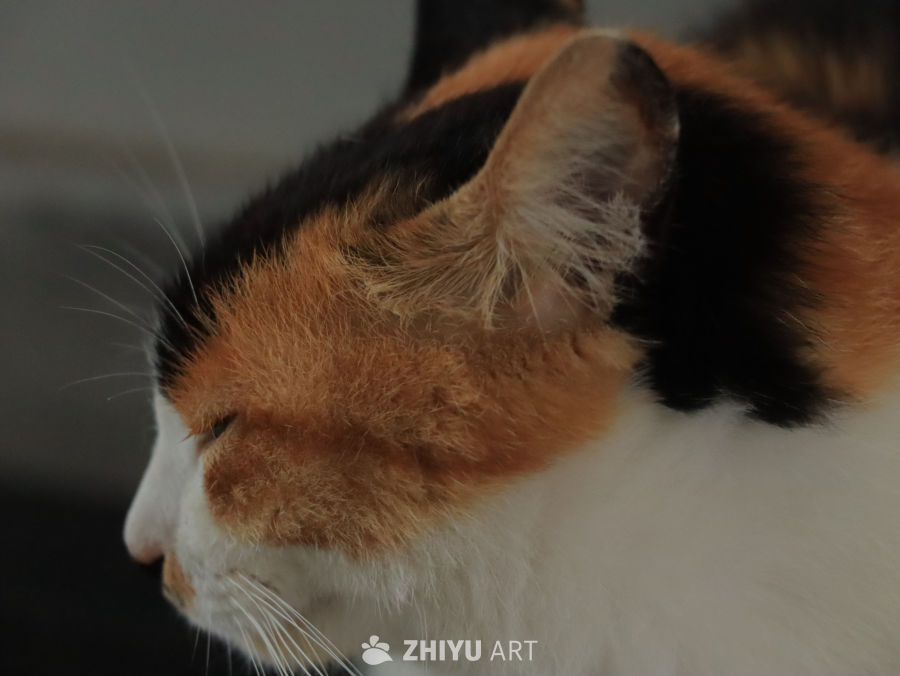 沉睡的三色猫