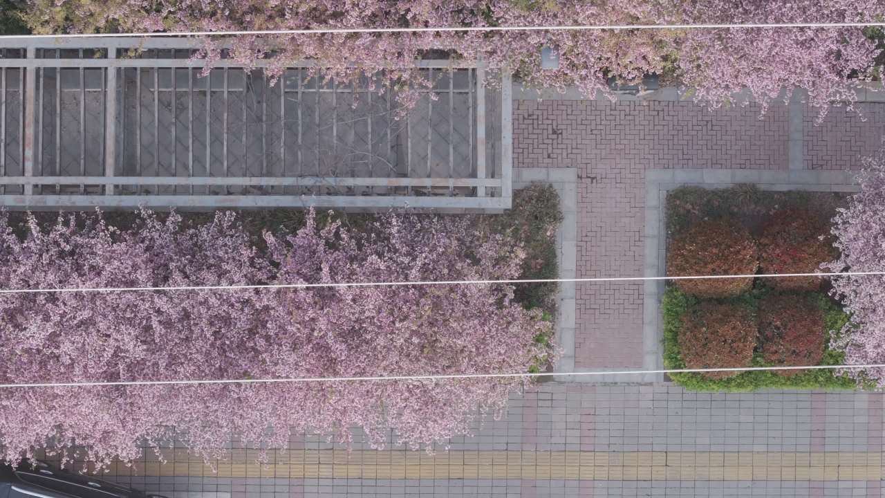 樱花盛开的城市街道