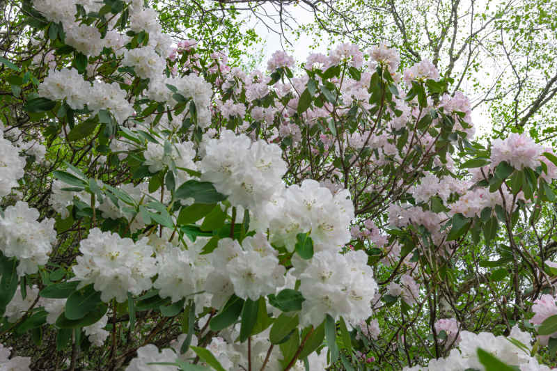 杜鹃花 24