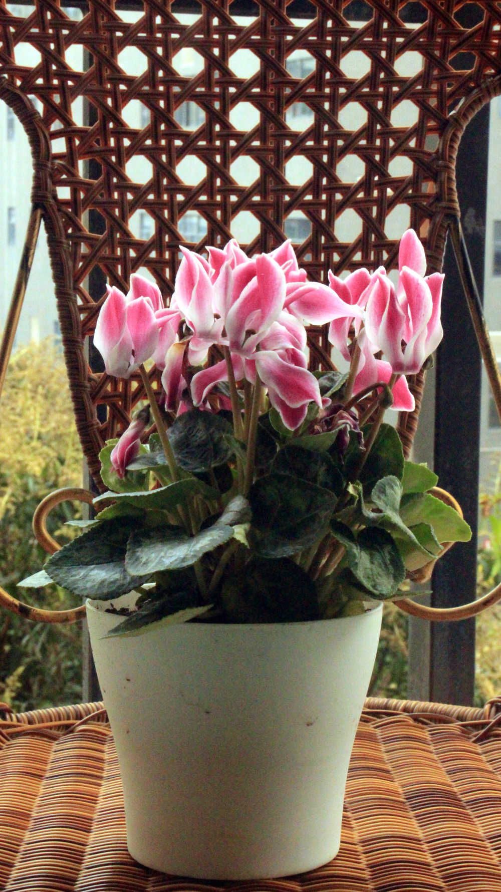 盛开的花