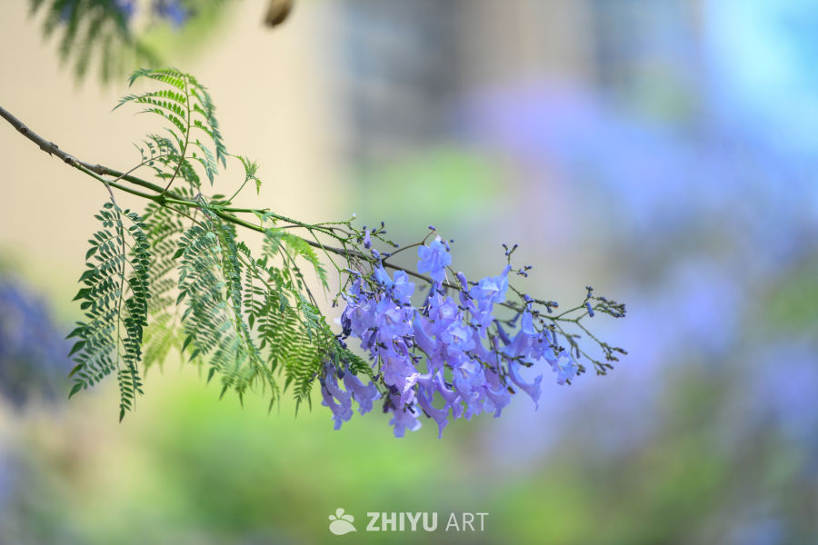 蓝花楹盛开 9