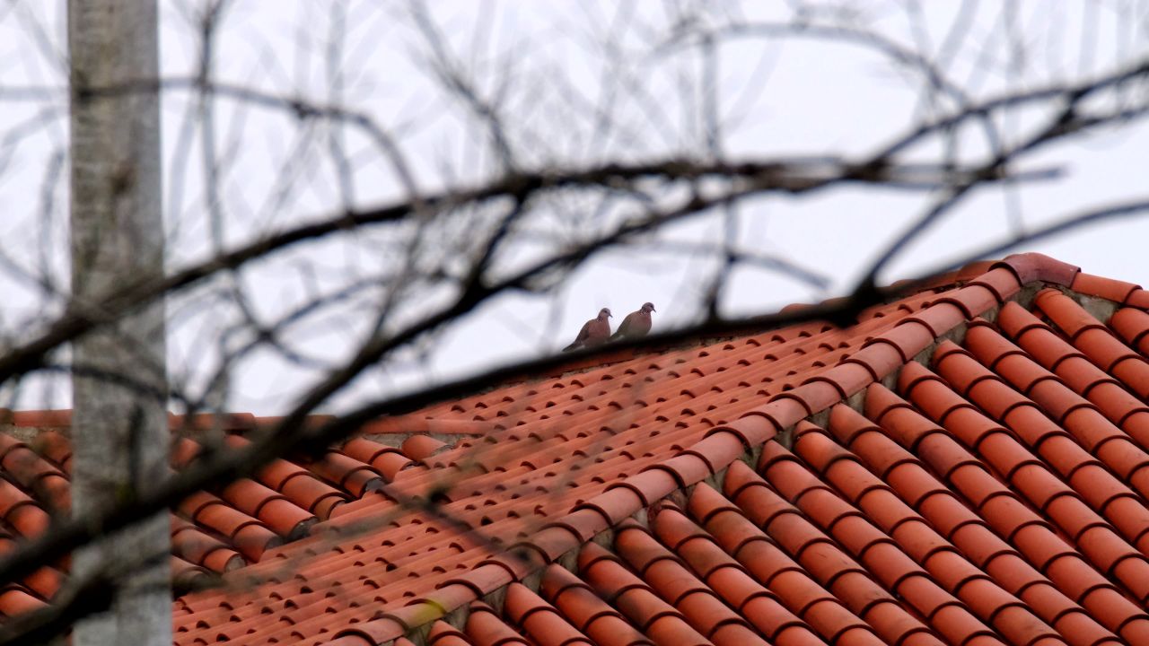 屋顶一对斑鸠