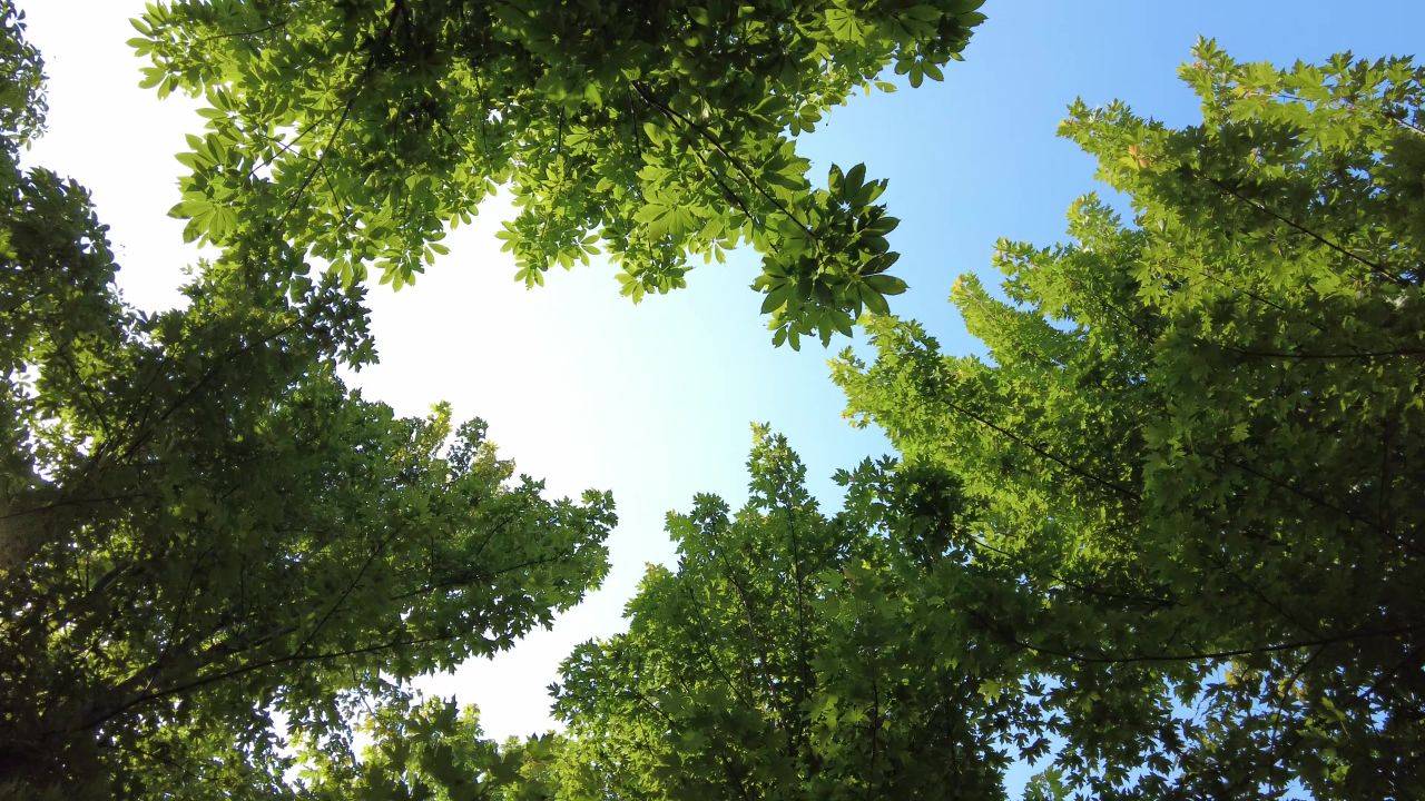 夏日阳光树枝树叶植物鲜花实拍  