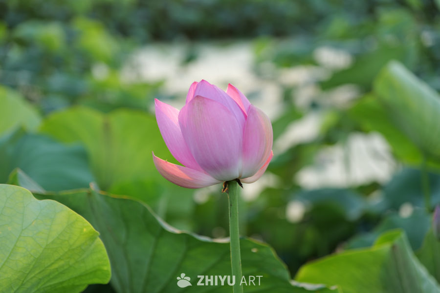 荷花 13