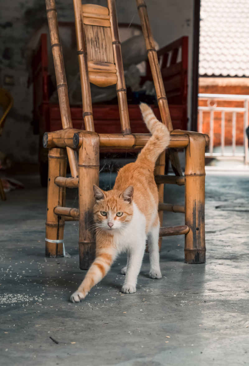 橘猫