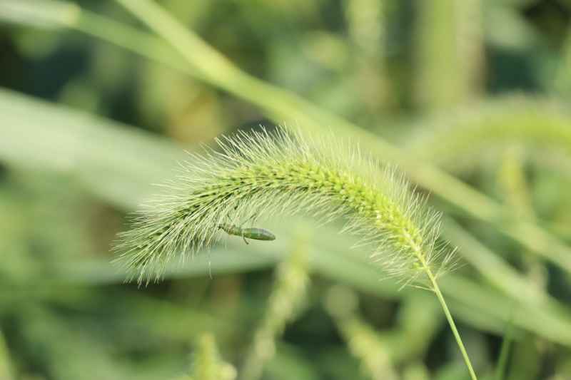 秋日狗尾草与蚂蚱