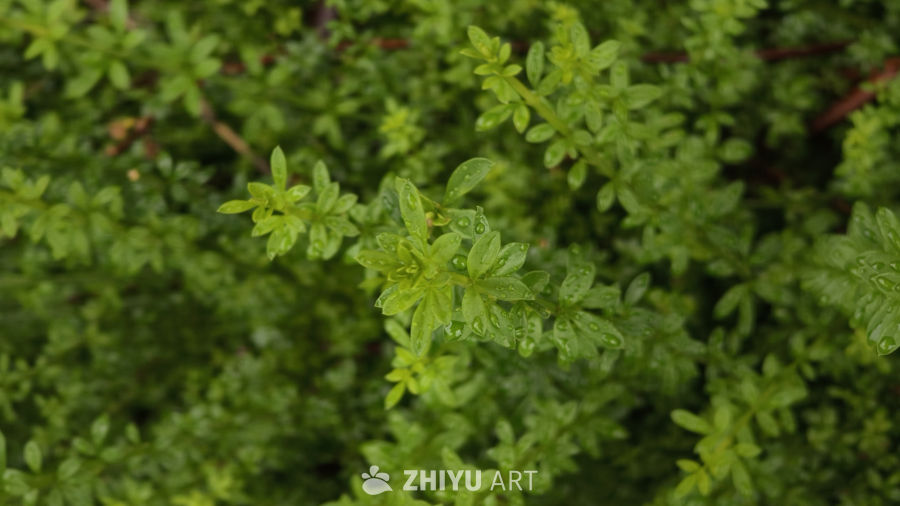 雨后绿植的生机