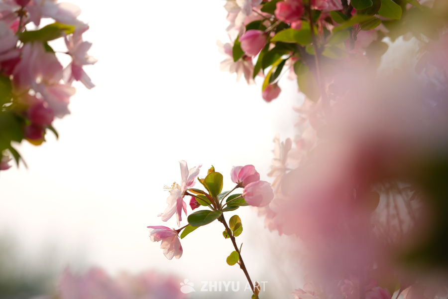 春天海棠花 83
