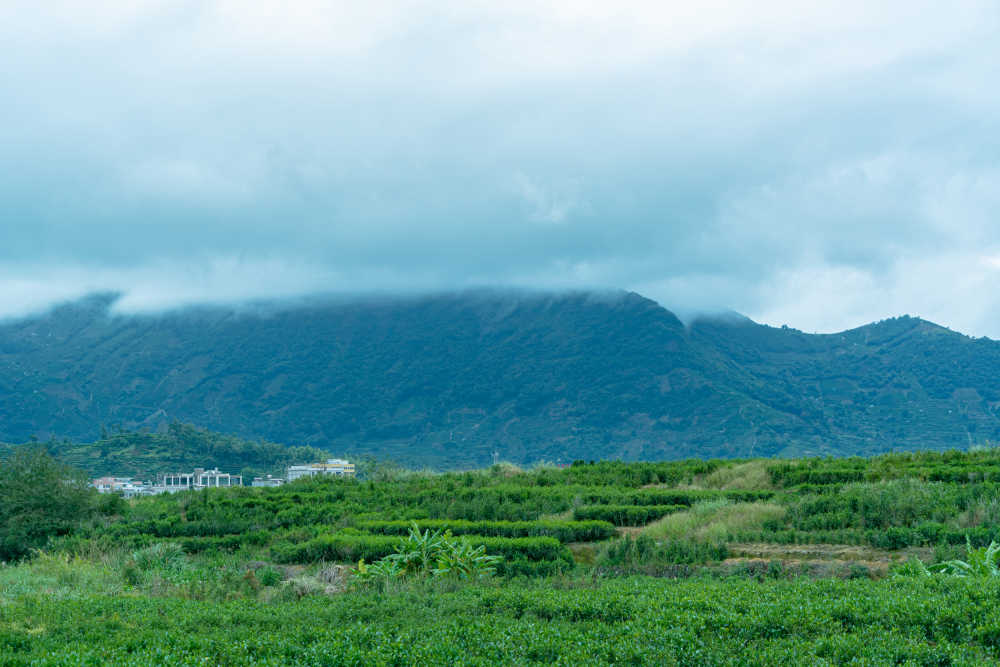 广东潮州凤凰山茶园风景