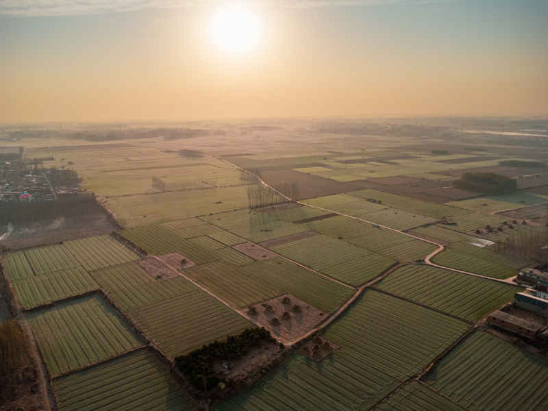 田野