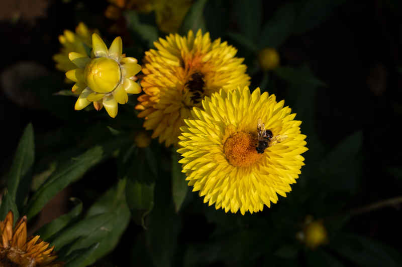 蜡菊与蜜蜂