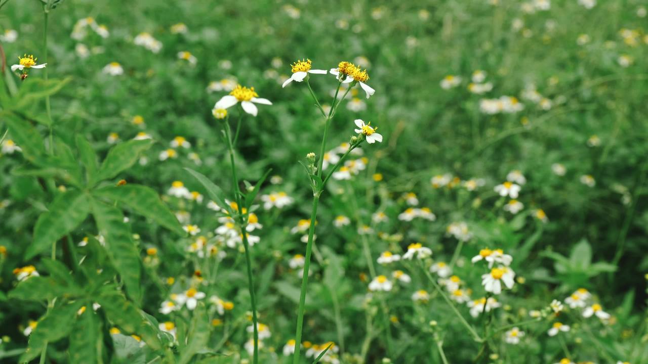 唯美的小花空镜头