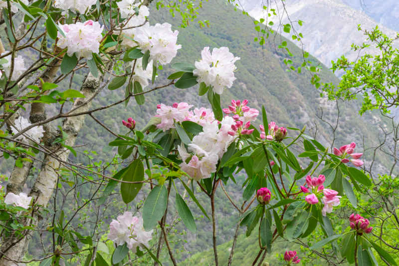 杜鹃花 12