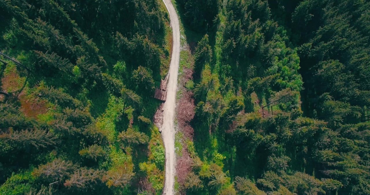 森林森林路径道路