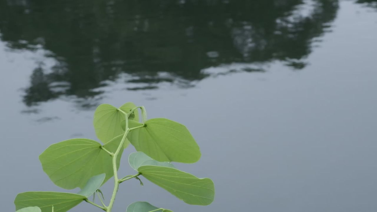 雨天   雨后季节