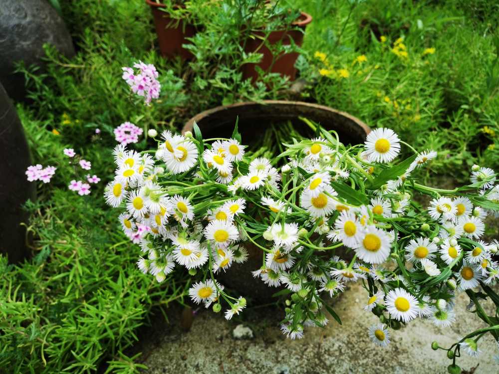 花