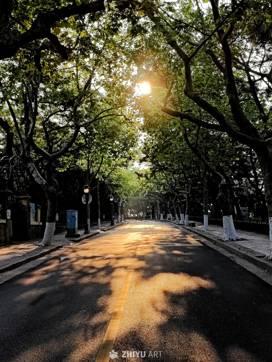 日出林荫道