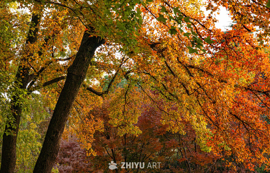 秋日树影斑斓景