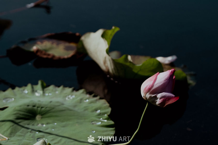 晨露莲花静谧美