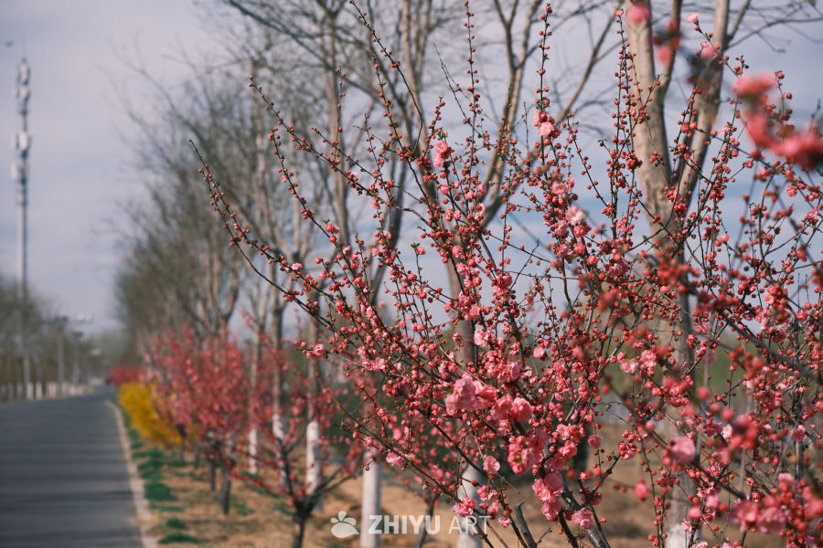 春天的花 25