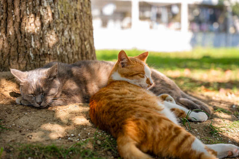 睡觉的猫咪