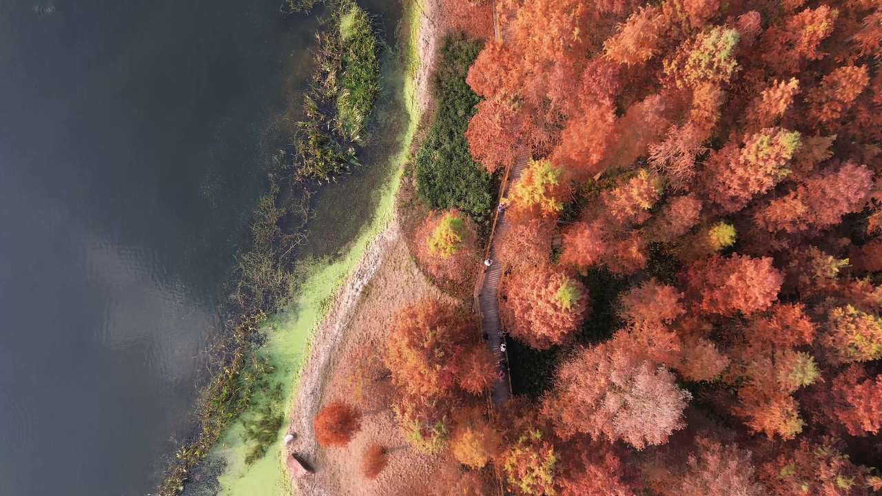 德阳市东湖山红杉林航拍 7