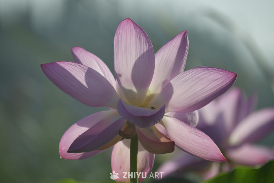 静谧的莲花