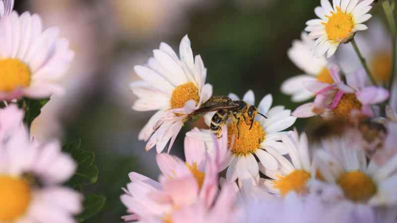 蜜蜂