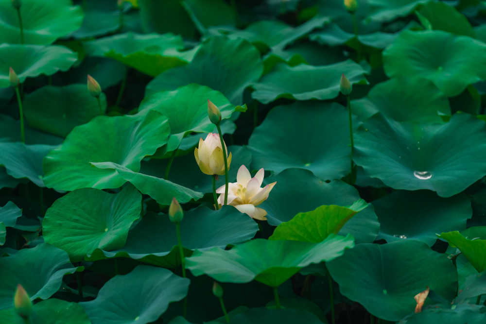 夏荷