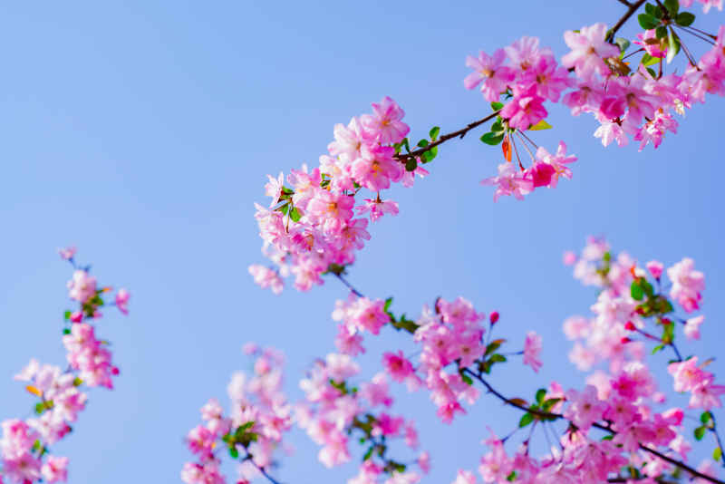 海棠花开 17