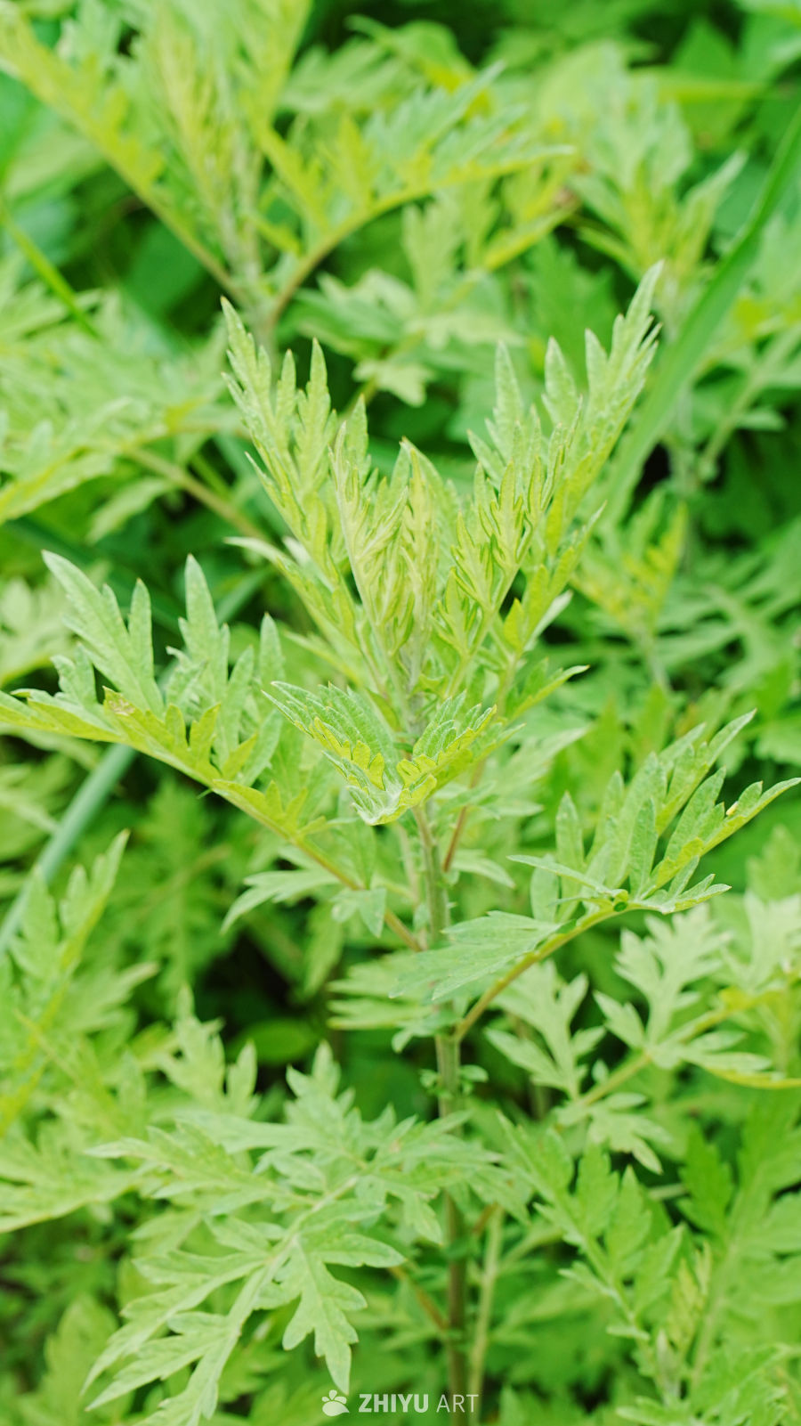 绿意盎然的植物