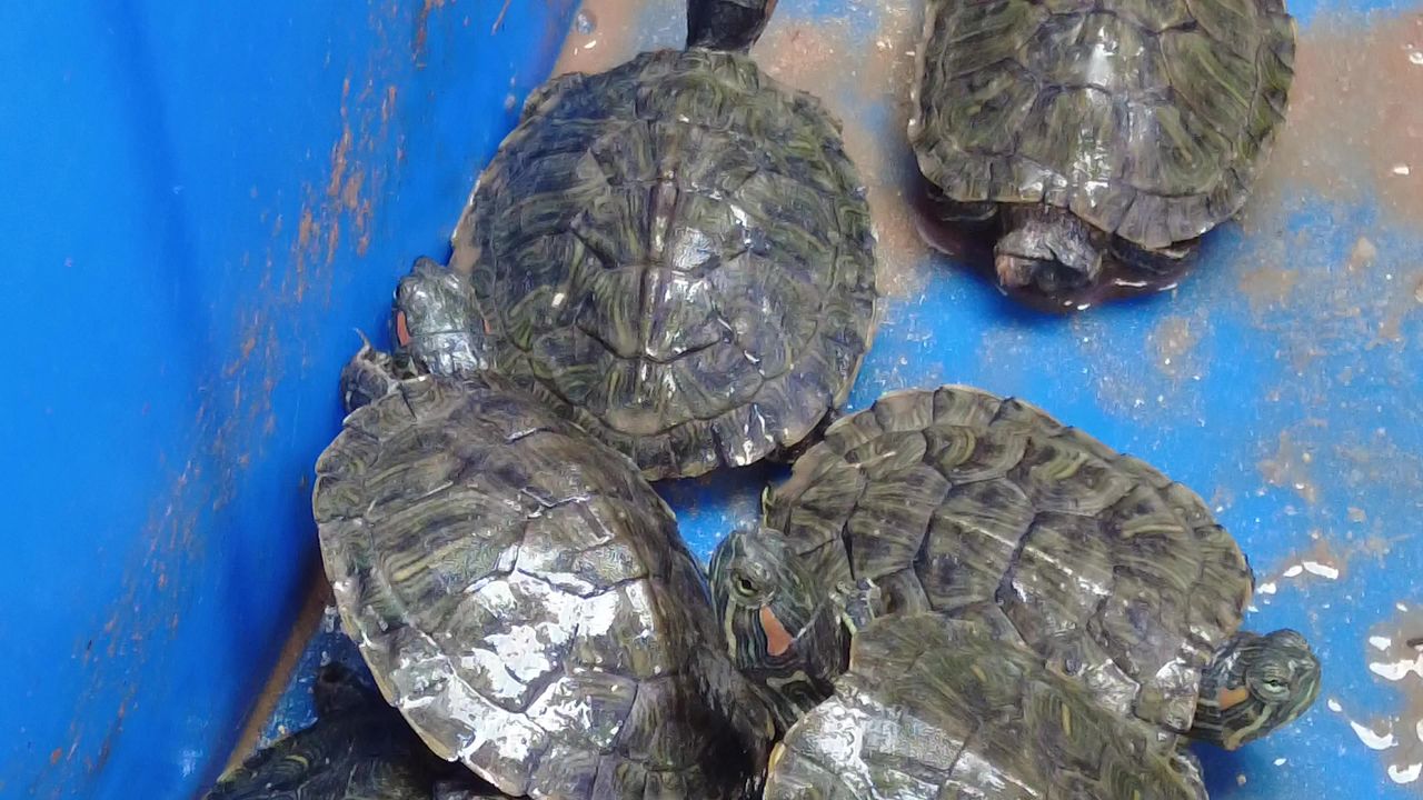 可爱动物 
