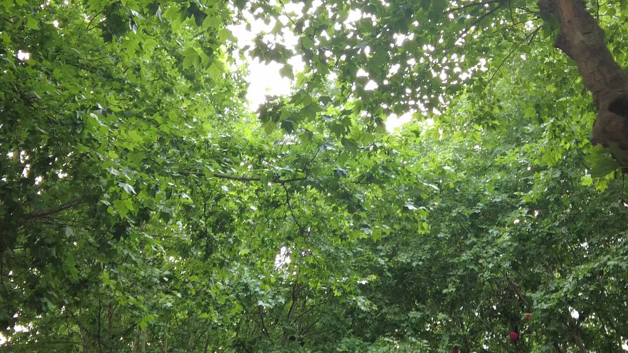 夏日参天大树法国梧桐实拍绿色植物 