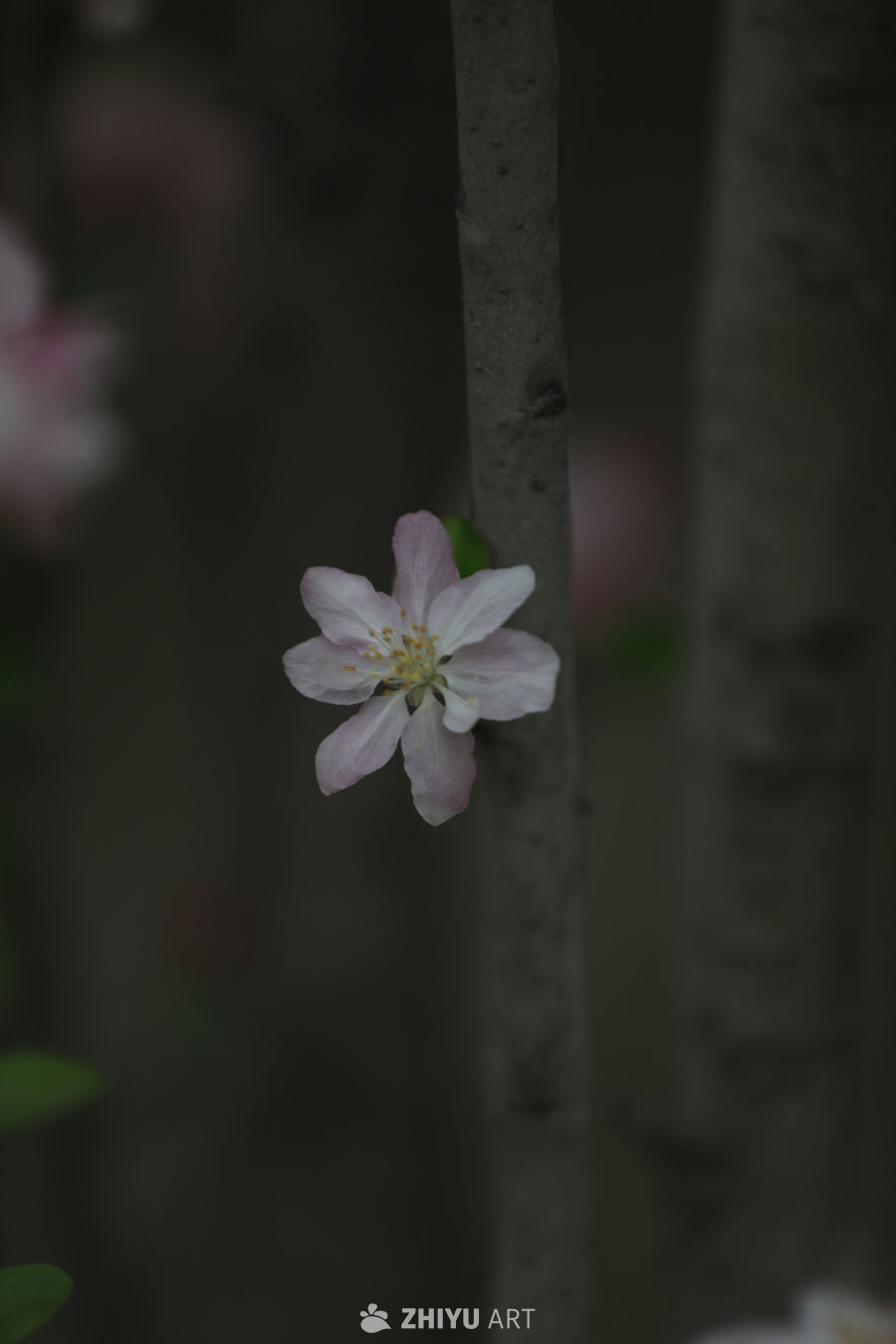 粉嫩花枝春意浓