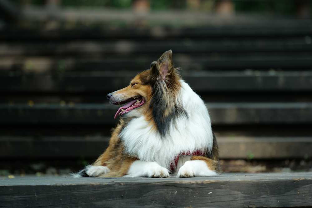 喜乐蒂牧羊犬