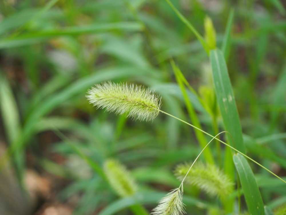 花草